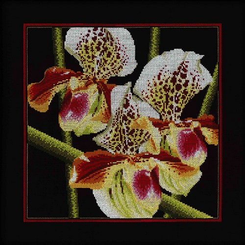 Орхидеи "Пафиопедилум ". Набор для вышивания: мулине хб,счетный крест,канва 14 черная  ,размер: 36*36 см .